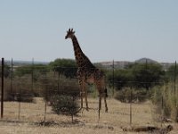 Giraffe am Strassenrand
